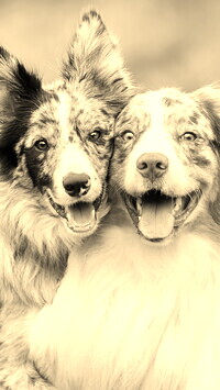 Szary + Sepia