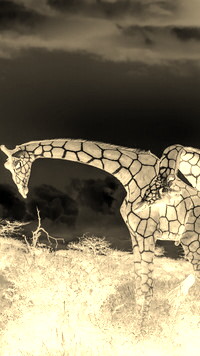 Sepia + Negatyw