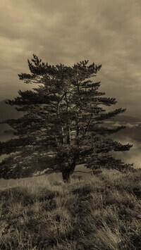 Szary + Sepia