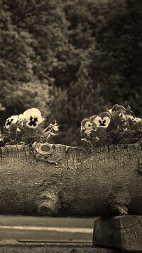 Szary + Sepia