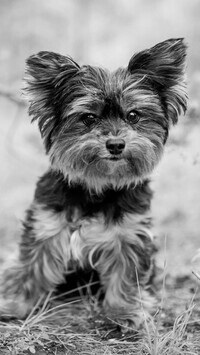 Szary