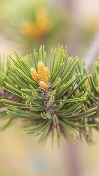 Oryginalny obrazek