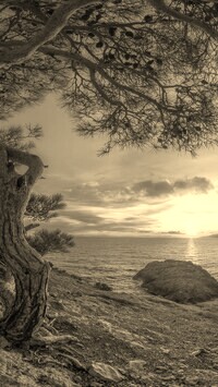Sepia