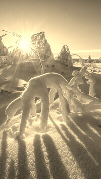 Szary + Sepia