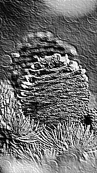 Skamielina