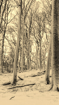 Szary + Sepia