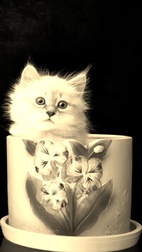 Szary + Sepia