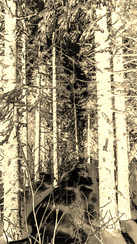 Sepia + Negatyw