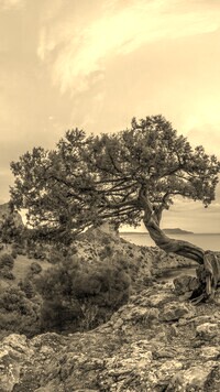 Szary + Sepia