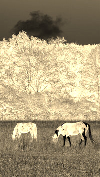 Sepia + Negatyw