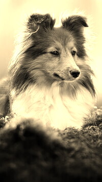 Szary + Sepia