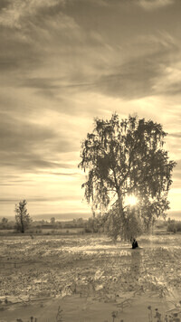 Szary + Sepia