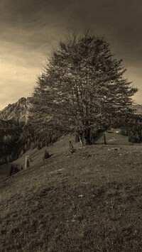 Szary + Sepia