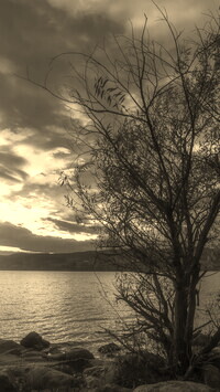 Szary + Sepia
