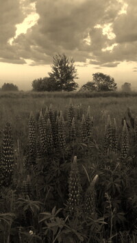 Szary + Sepia
