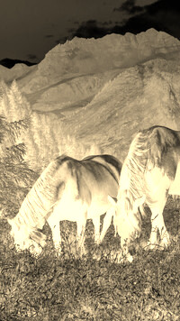 Sepia + Negatyw
