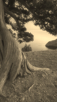 Szary + Sepia