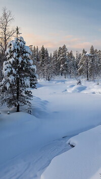 Oryginalny obrazek