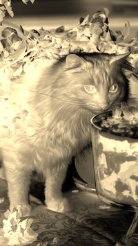 Sepia + Negatyw