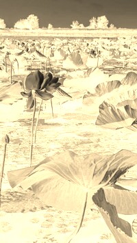 Sepia + Negatyw