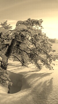 Szary + Sepia