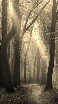 Szary + Sepia