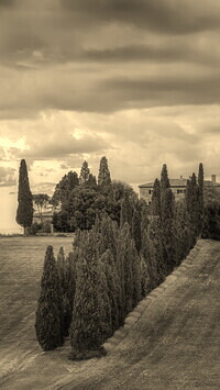 Szary + Sepia