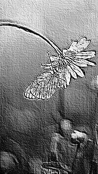 Skamielina