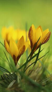 Oryginalny obrazek