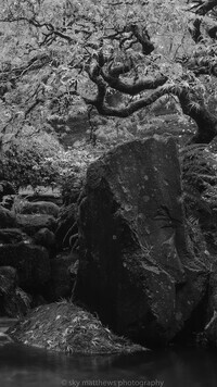 Szary