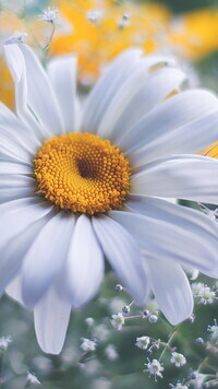 Oryginalny obrazek