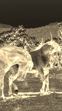 Sepia + Negatyw