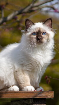 Oryginalny obrazek