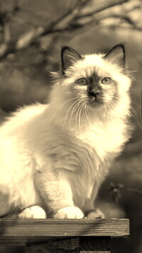 Szary + Sepia