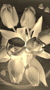 Sepia + Negatyw