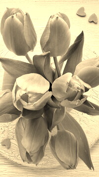 Szary + Sepia