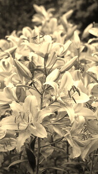 Sepia