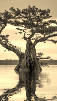 Szary + Sepia