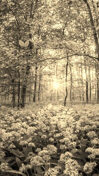 Szary + Sepia