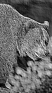 Skamielina