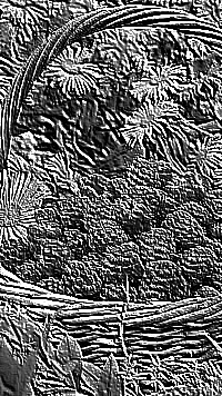 Skamielina