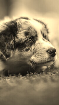 Szary + Sepia