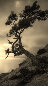 Sepia