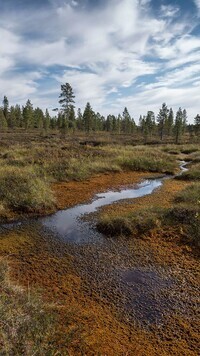 Oryginalny obrazek