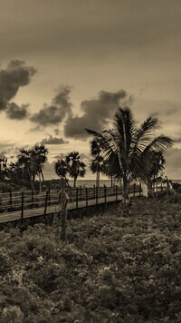 Szary + Sepia