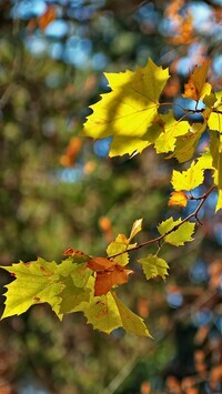 Oryginalny obrazek