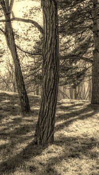 Szary + Sepia