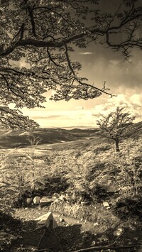 Szary + Sepia