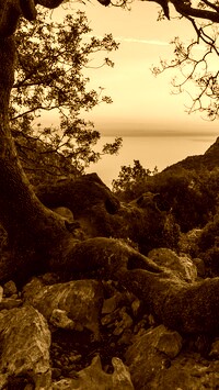 Sepia