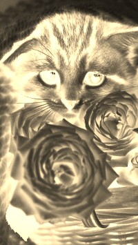 Sepia + Negatyw
